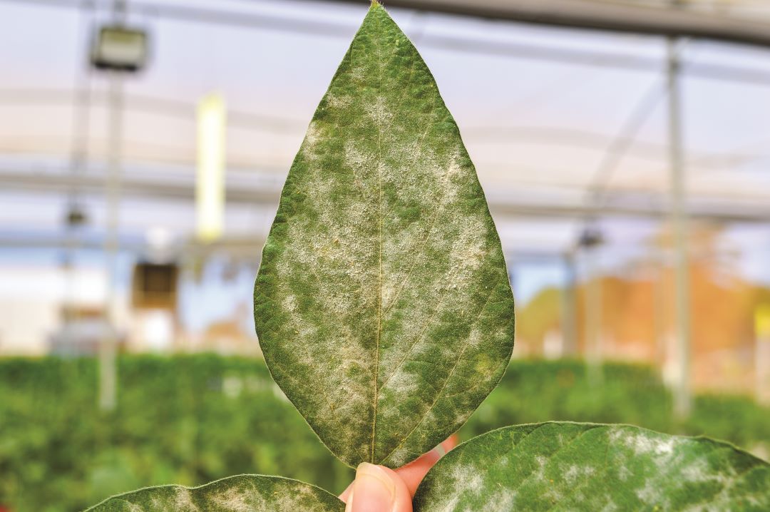 Soya changli chiriyotgan